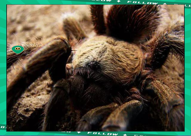 Lanbo-莱万多夫斯基赛事官方发布比分优势明显新规，湖人争议不断！的简单介绍